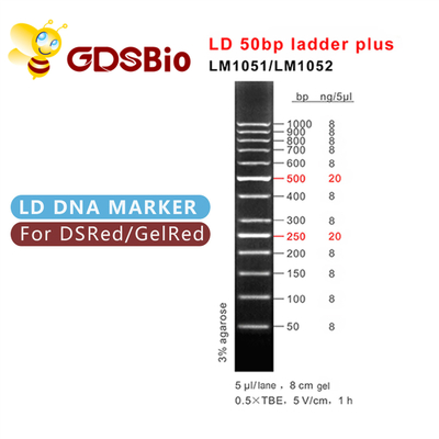 50bp Leiter plus DNA-Marker-Elektrophorese, DNA-Größen-Markierungen gelatieren Elektrophorese