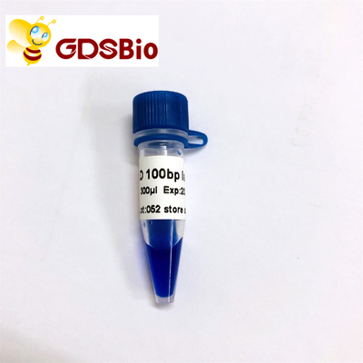 der Leiter-100bp Vorbereitungen Gel-Elektrophorese-des DNA-Marker-60