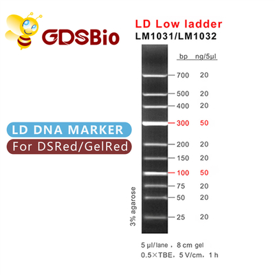 Leiter-DNA-Marker-Elektrophorese 100bp 300bp LD niedrige